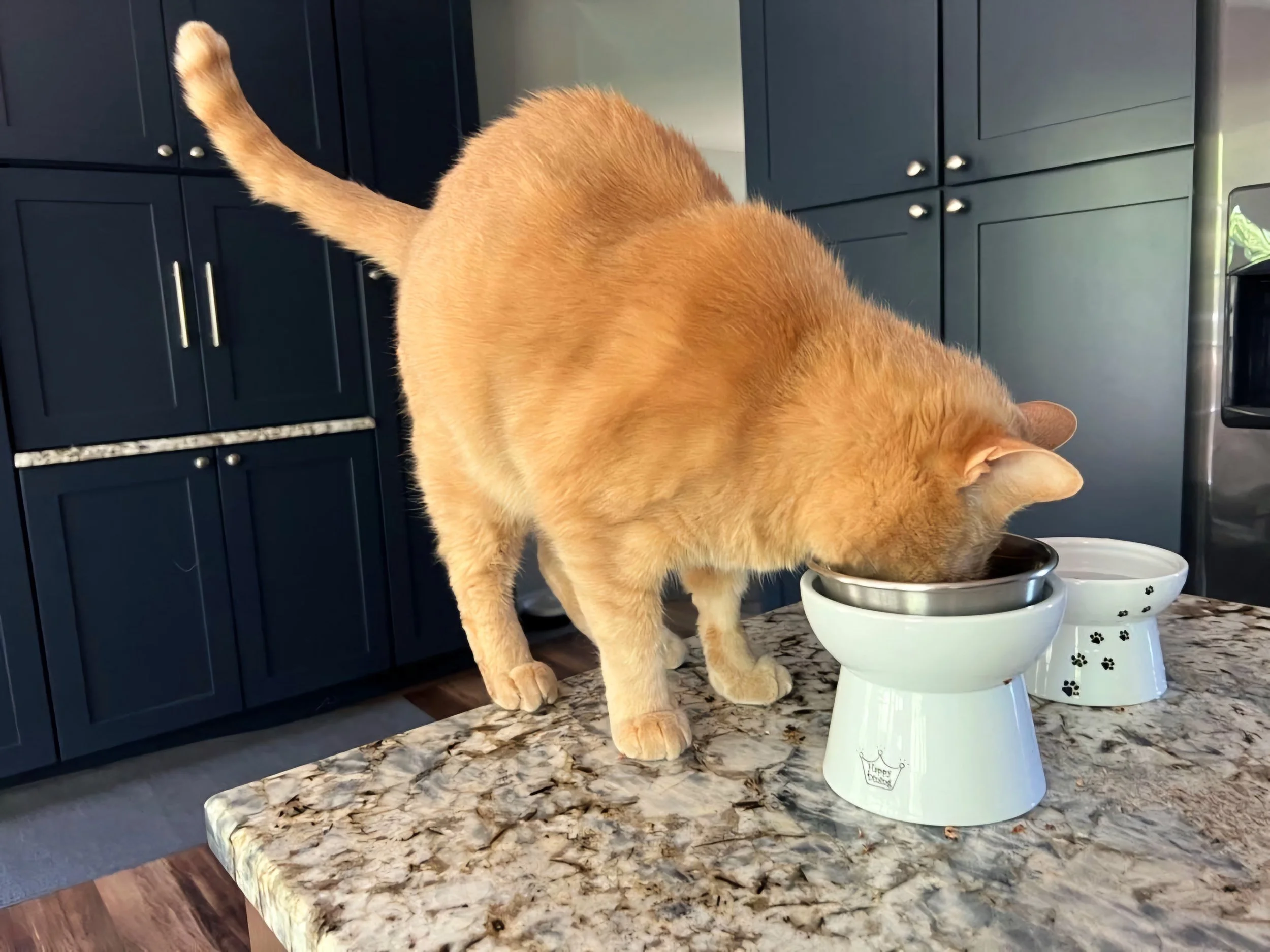 Happy Cat Eating Food