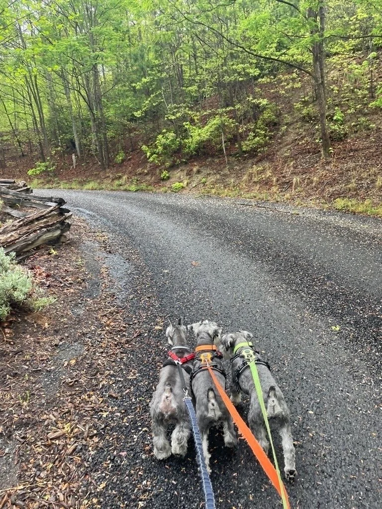 Three miniature schnauzers on a mountain neighborhood walk
