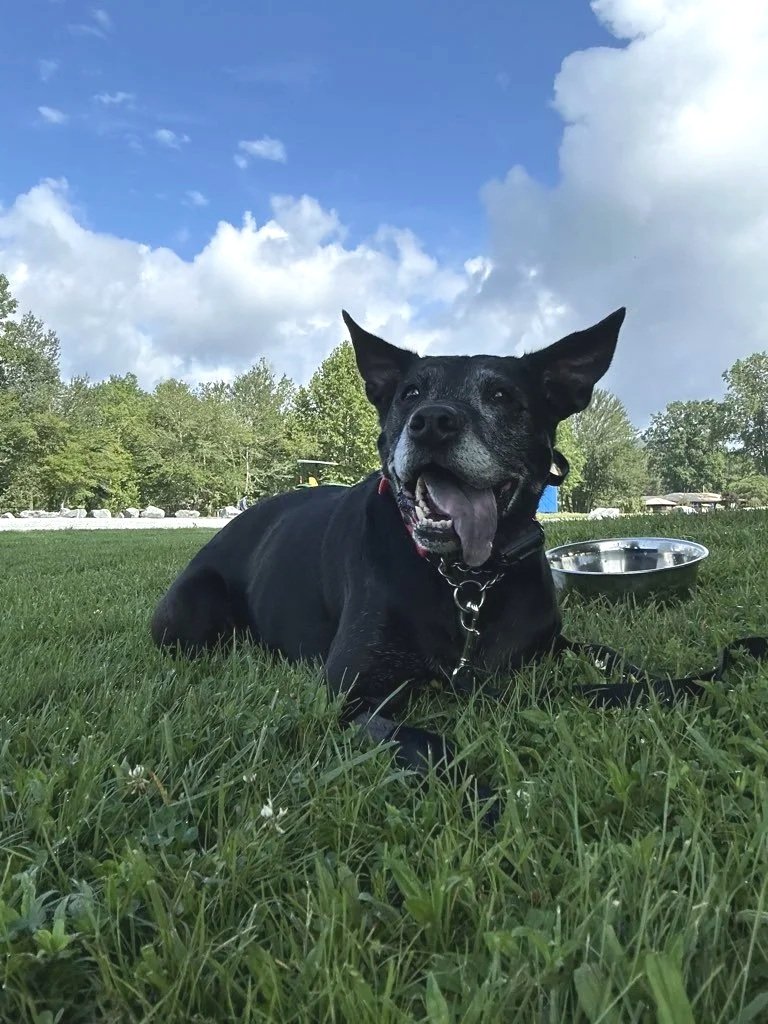 Happy Dog At The Park