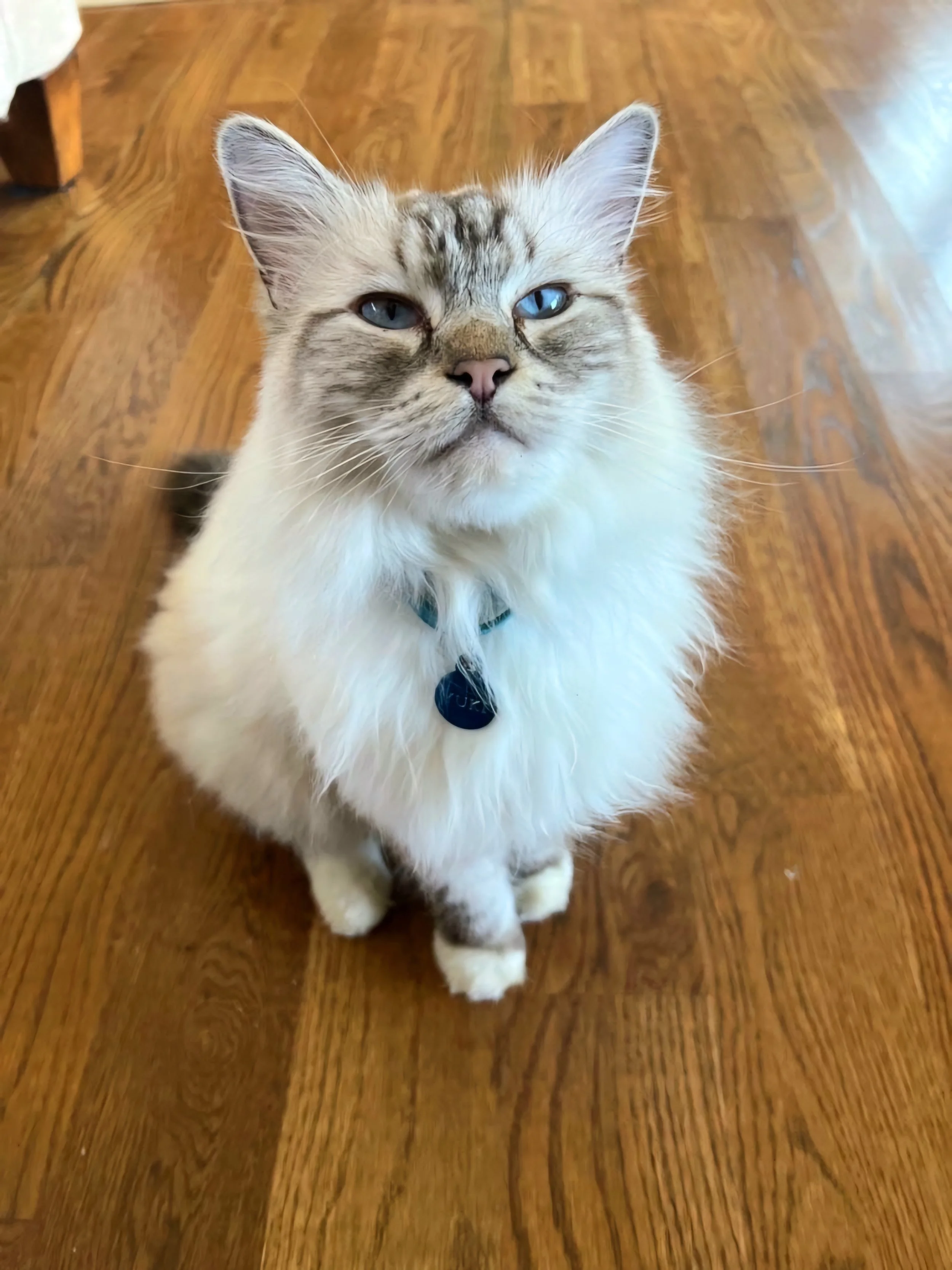 Happy Cat