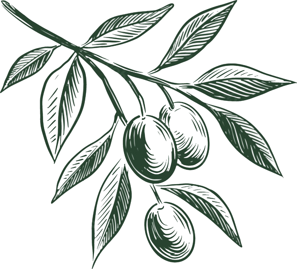 Illustration of olive branch with leaves and three olives.