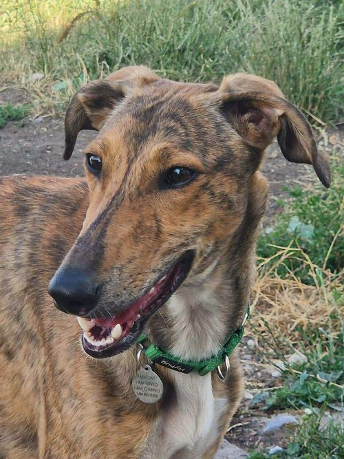 Mila Reserved, a 6 months old female Lurcher available for adoption from Lurcher SOS in Wiltshire