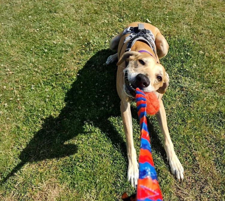 Ted, a Unknown old male Lurcher available for adoption from Lurcher SOS in Buckinghamshire