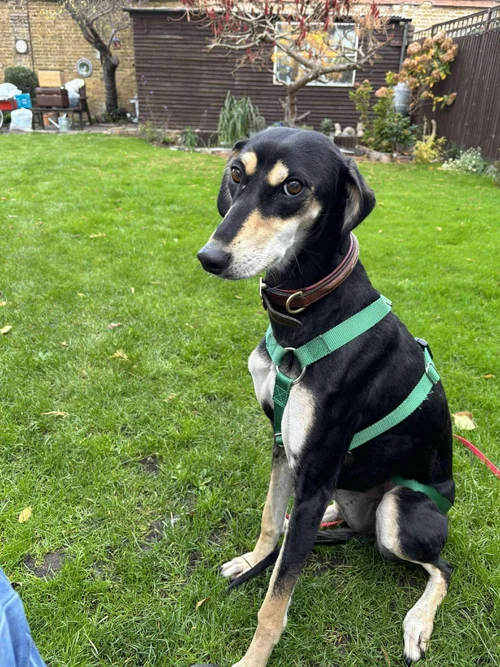 Trudy Reserved, a 2 years old female Lurcher available for adoption from Lurcher SOS in Location not specified