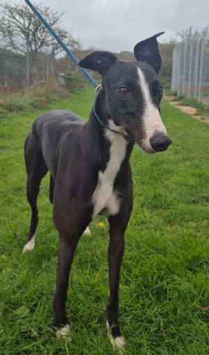 Brandy, a 2 years old female Greyhound available for adoption from Lurcher SOS in East Sussex