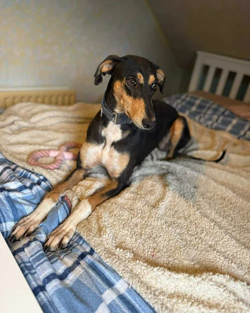 Pamela Reserved, a Adult old female Lurcher available for adoption from Lurcher SOS in Location not specified