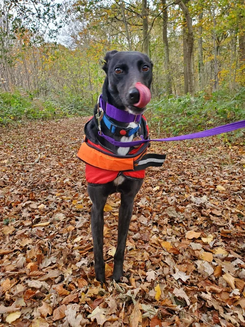 Daithi, a 4 years old male Greyhound available for adoption from Lurcher SOS in East Sussex