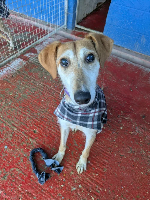 Ozzie, a Unknown old male Lurcher available for adoption from Lurcher SOS in Cambridgeshire