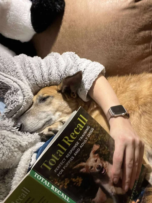 Ralphy, a 8 years old male Lurcher x German Shepherd available for adoption from Lurcher SOS in the UK