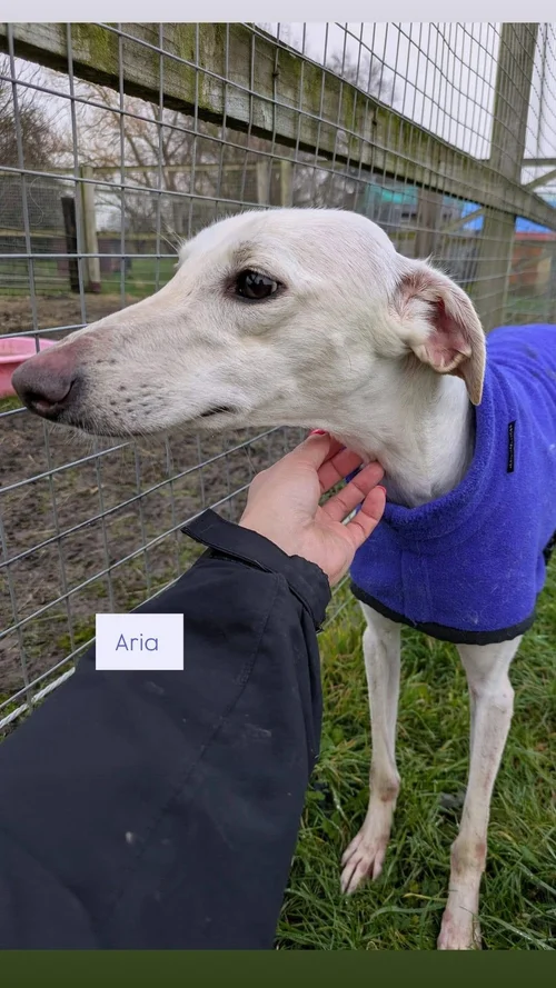 Aria, a Unknown old female Lurcher available for adoption from Lurcher SOS in Cambridgeshire