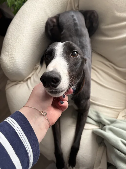 Brandy, a Unknown old female Greyhound available for adoption from Lurcher SOS in Norfolk