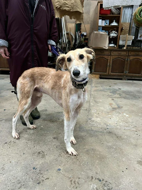 Sonny, a Unknown old male Saluki x Lurcher available for adoption from Lurcher SOS in Cambridgeshire