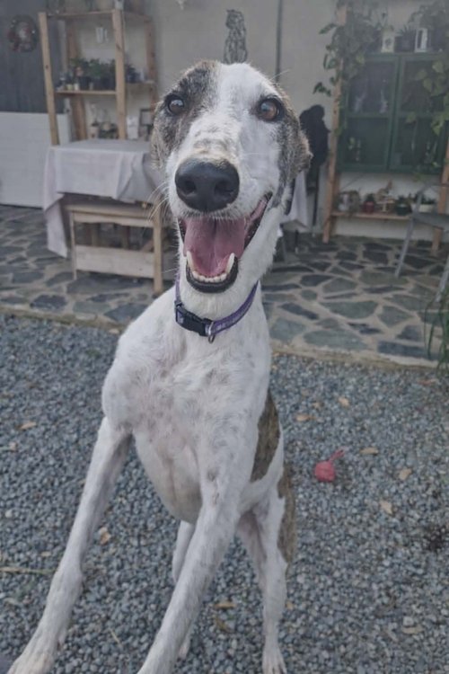 Evita, a 2 years old female Greyhound available for adoption from Lurcher SOS in Greater London
