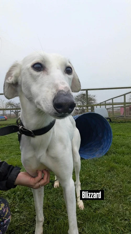 Blizzard, a 3 years old male Lurcher available for adoption from Lurcher SOS in Cambridgeshire