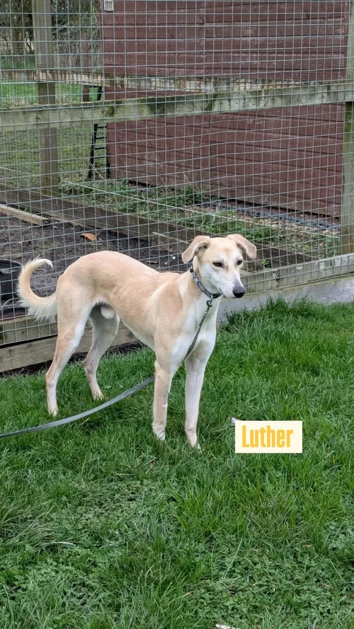 Luther, a 5 years old male Lurcher available for adoption from Lurcher SOS in Cambridgeshire
