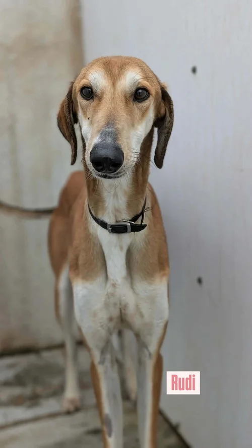 Rudi, a 4 years old male Saluki x Lurcher available for adoption from Lurcher SOS in Cambridgeshire
