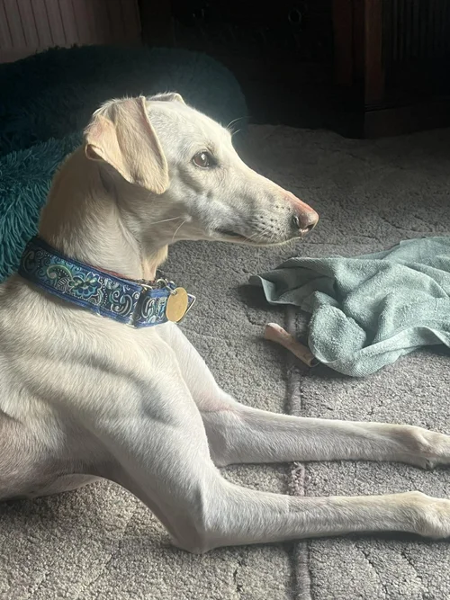 Aria, a Unknown old female Lurcher available for adoption from Lurcher SOS in Cambridgeshire