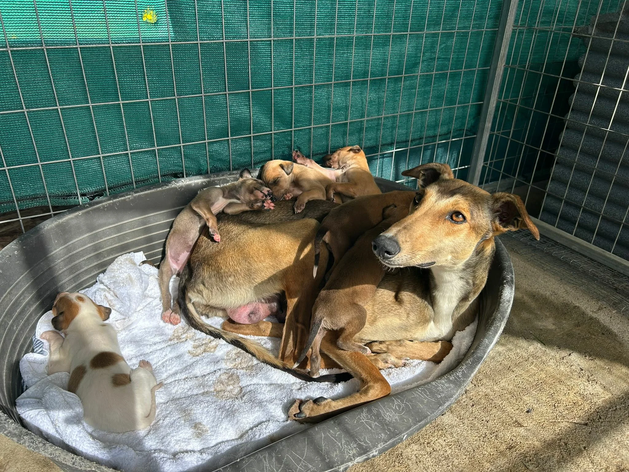 Help Feliza and Her Puppies Reach Safety in the UK