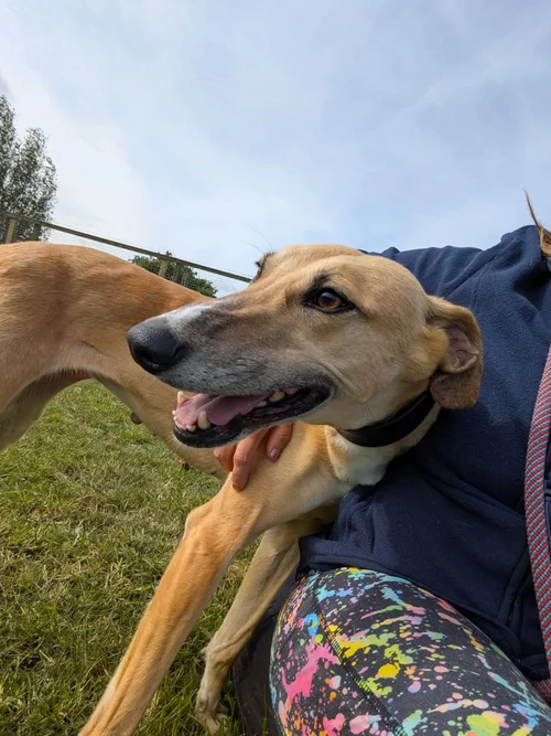 Sunshine Sal, a Unknown old female Lurcher available for adoption from Lurcher SOS in Cambridgeshire