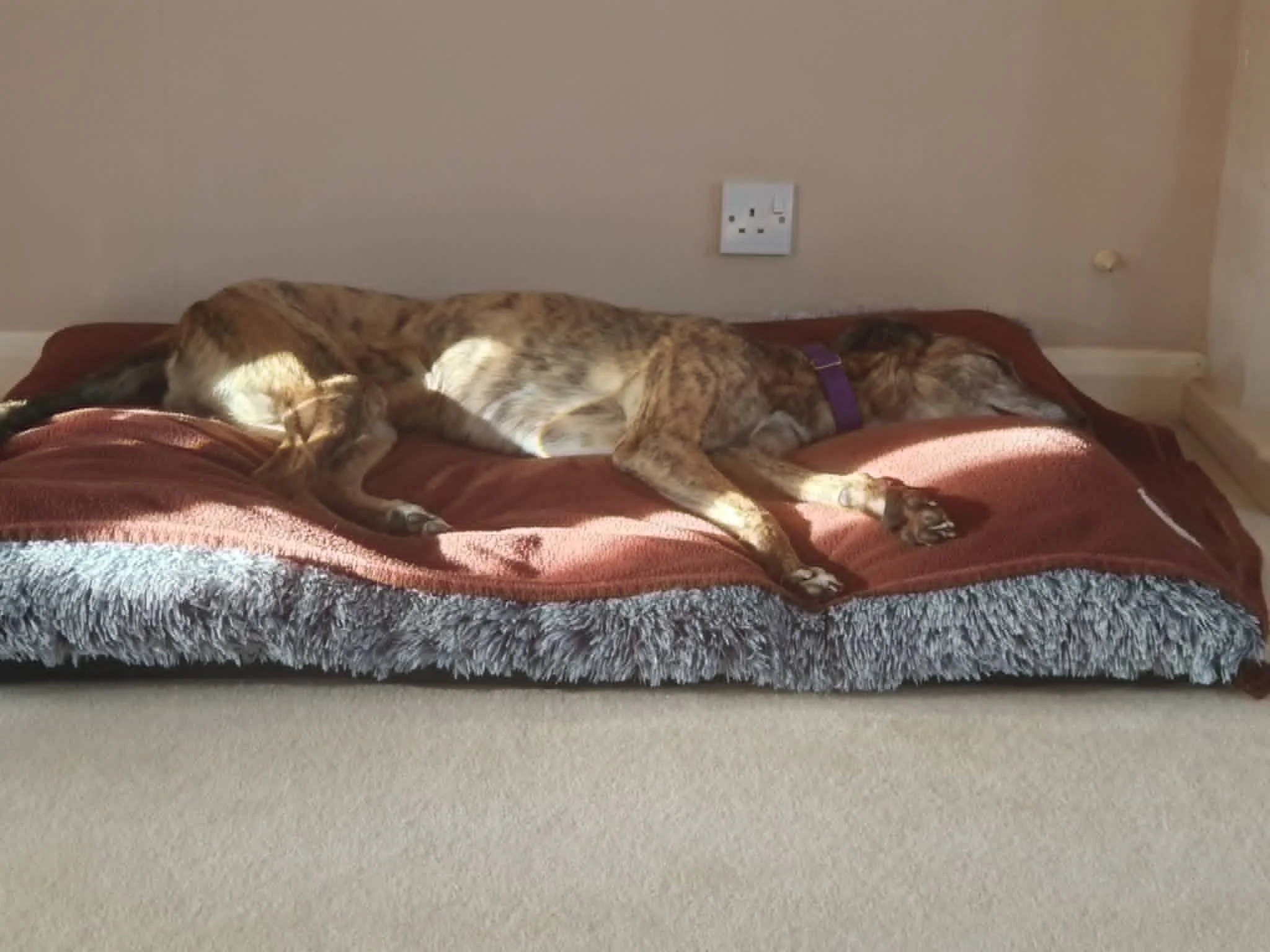 Tiernan sleeping.jpg