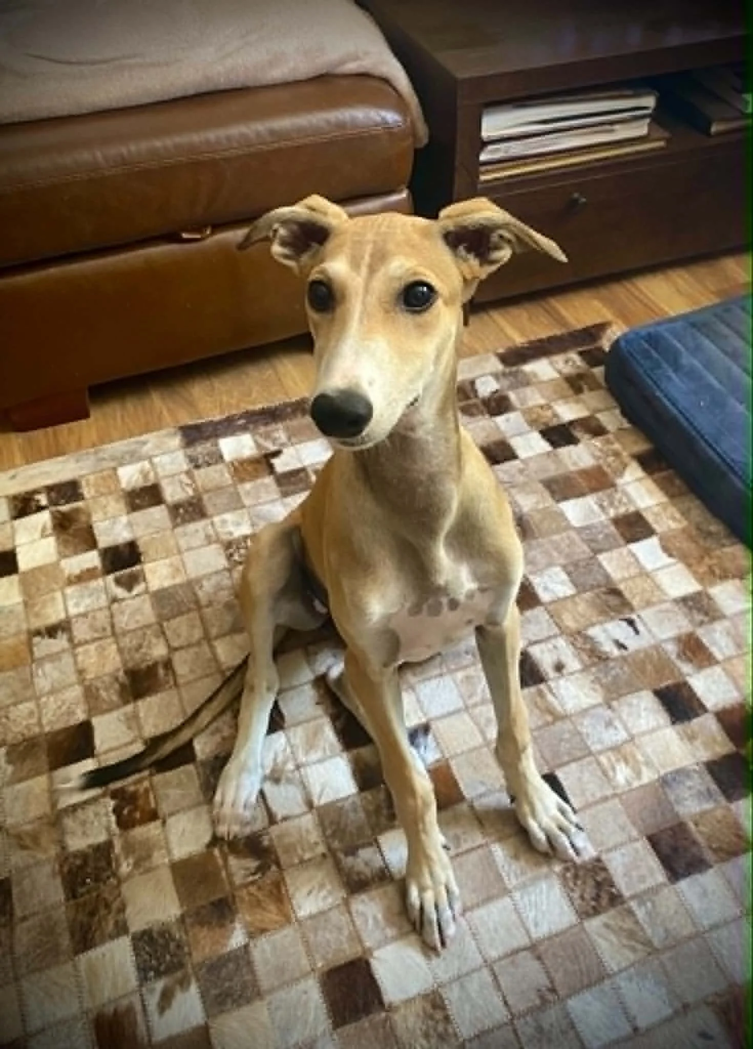 Aurora Puppy 