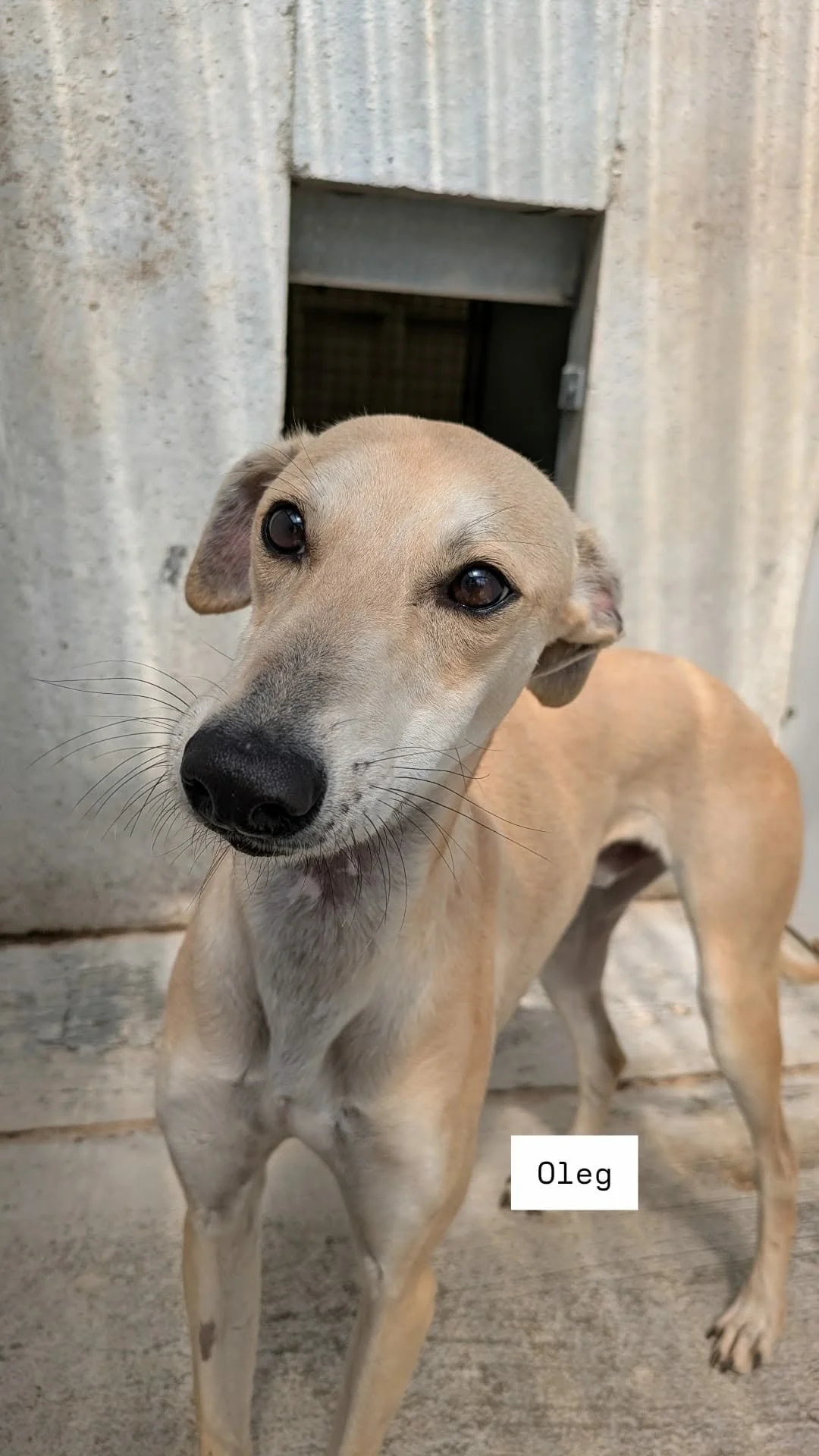 Oleg (Provisionally Reserved)