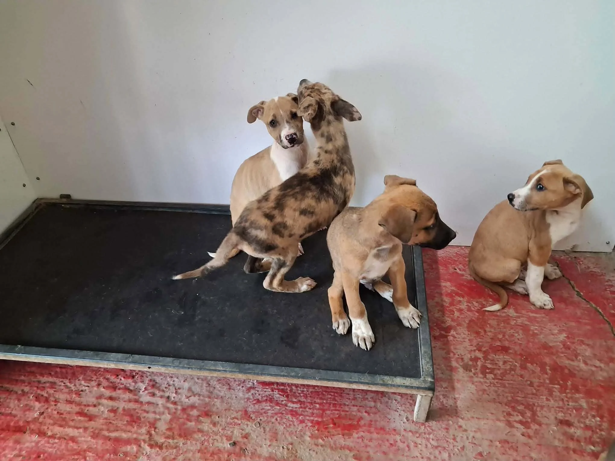 Group of puppies inside.jpg