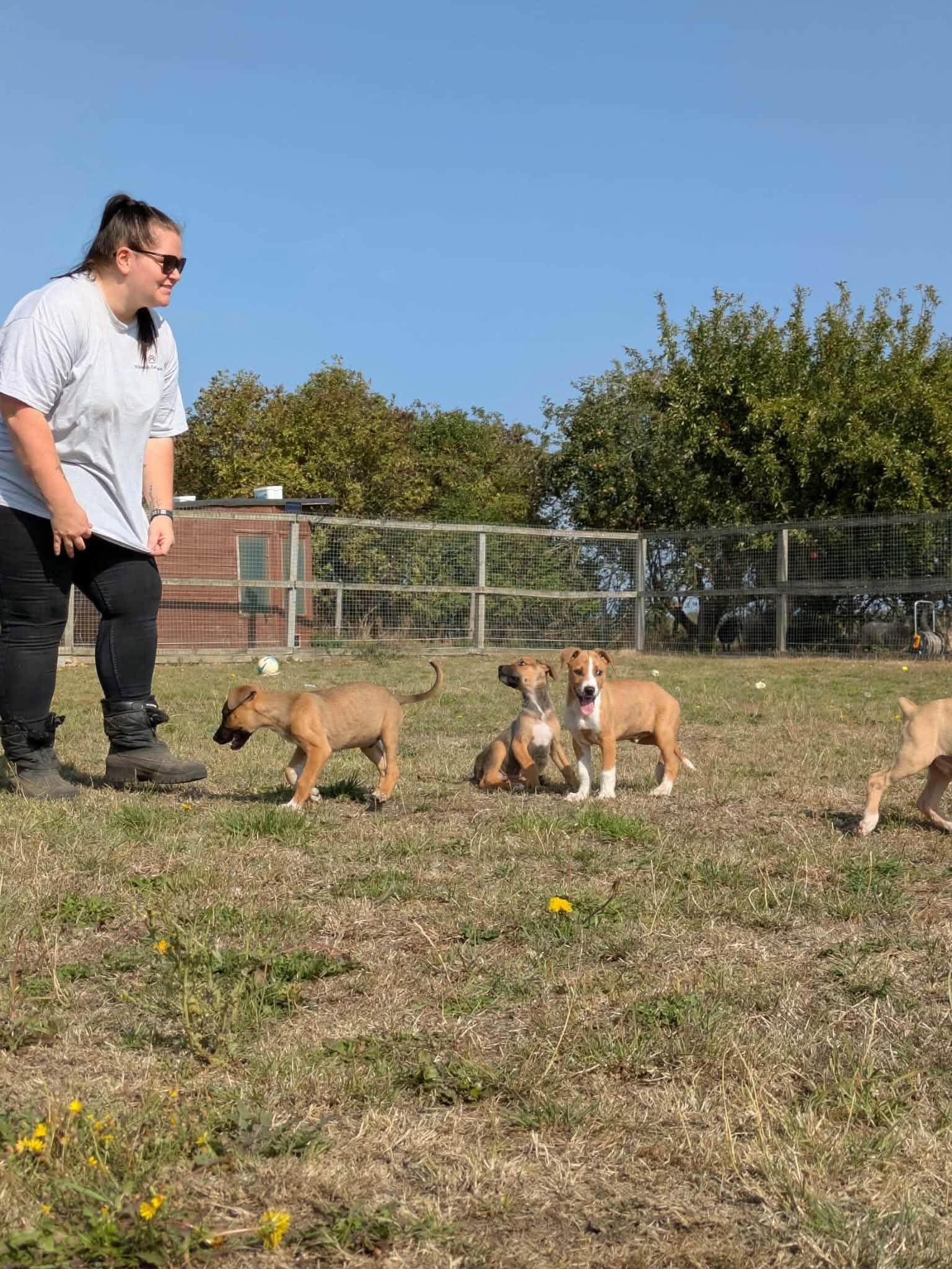 Group of puppies.jpg