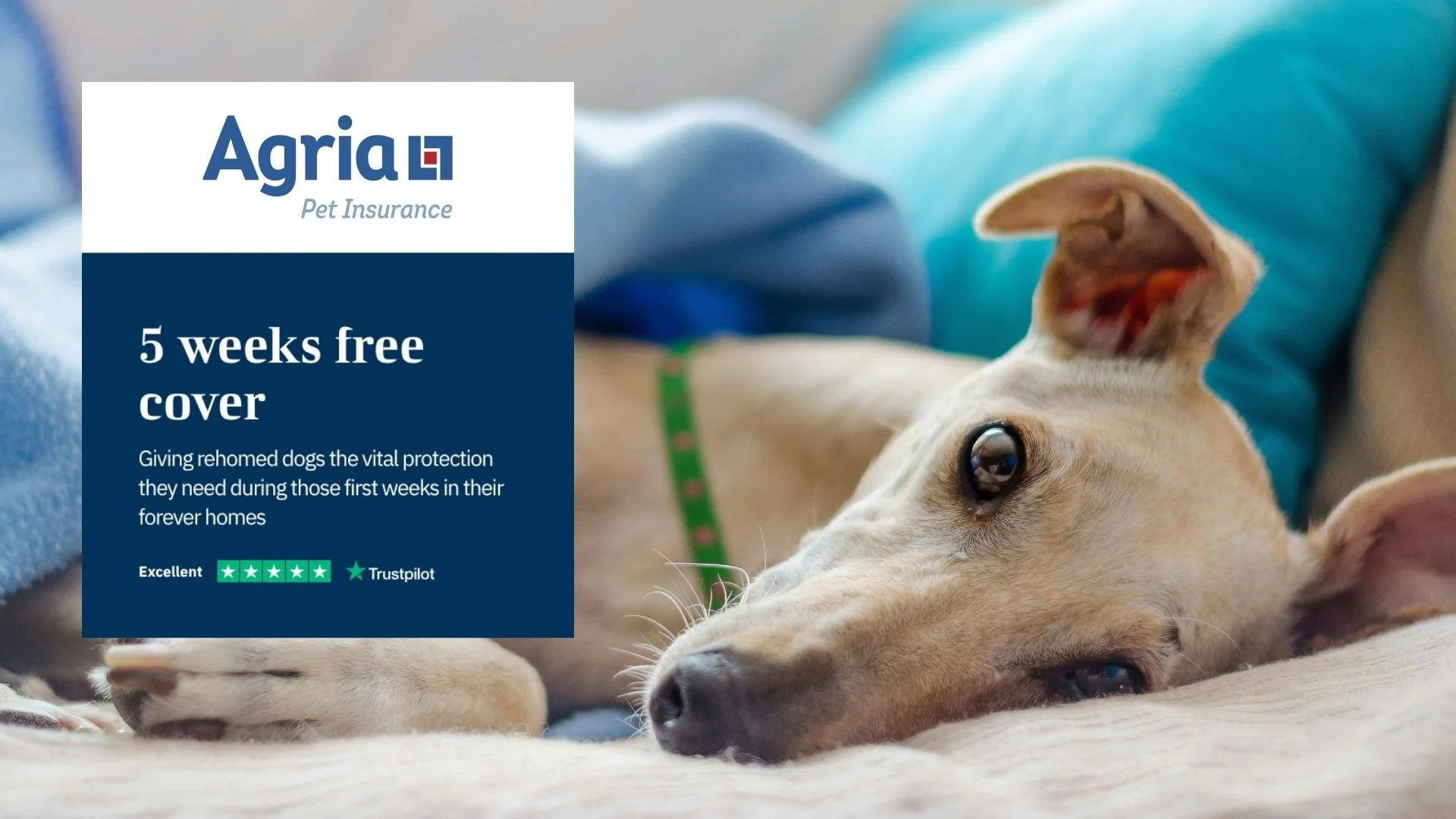 Every dog adopted from Lurcher SOS now comes with 5 weeks free Pet Insurance!