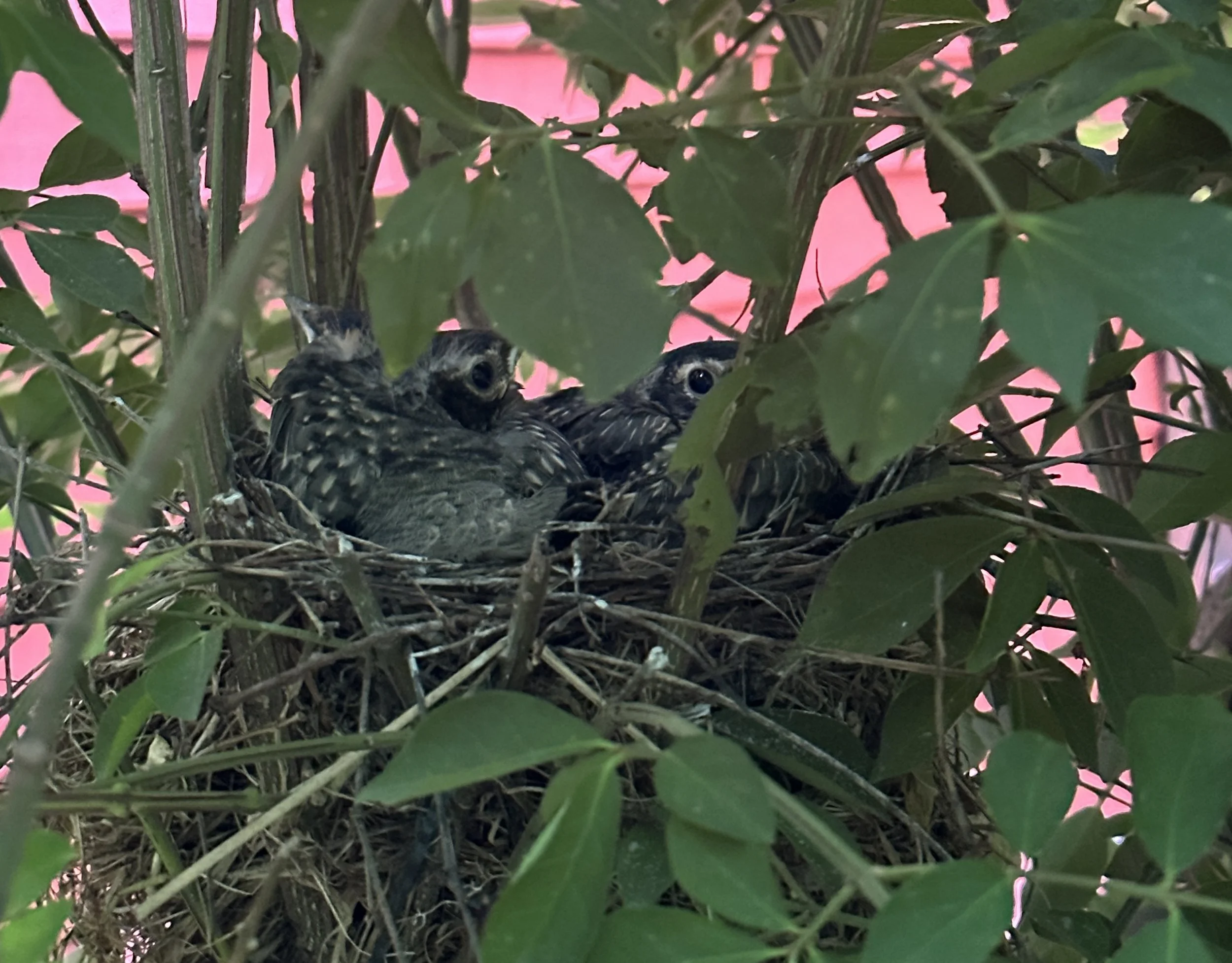 Baby birds nestled in a nest—symbolizing growth, resilience, and the journey of learning and development.