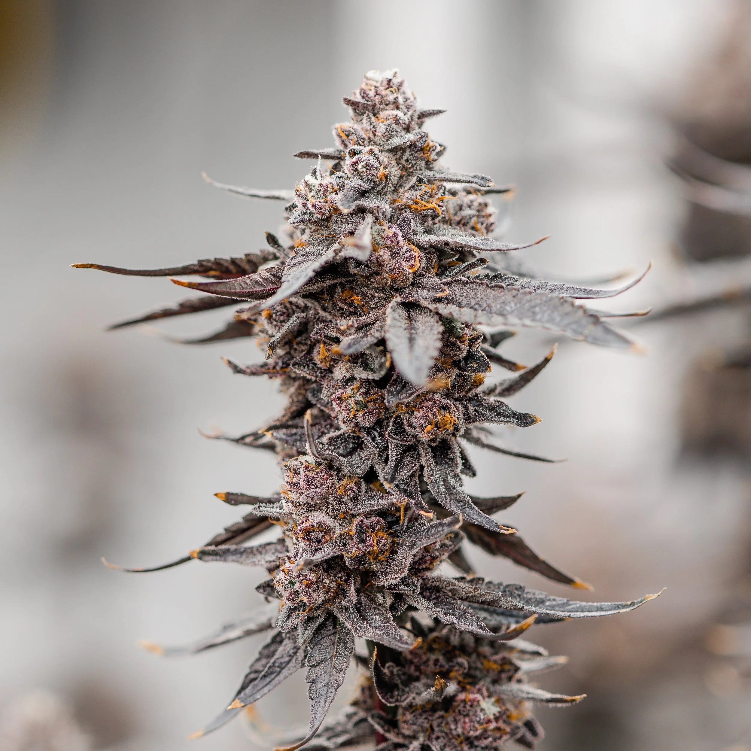 KAI Cultivation Gary Payton x Jealousy Indica-Hybrid Cannabis Plant