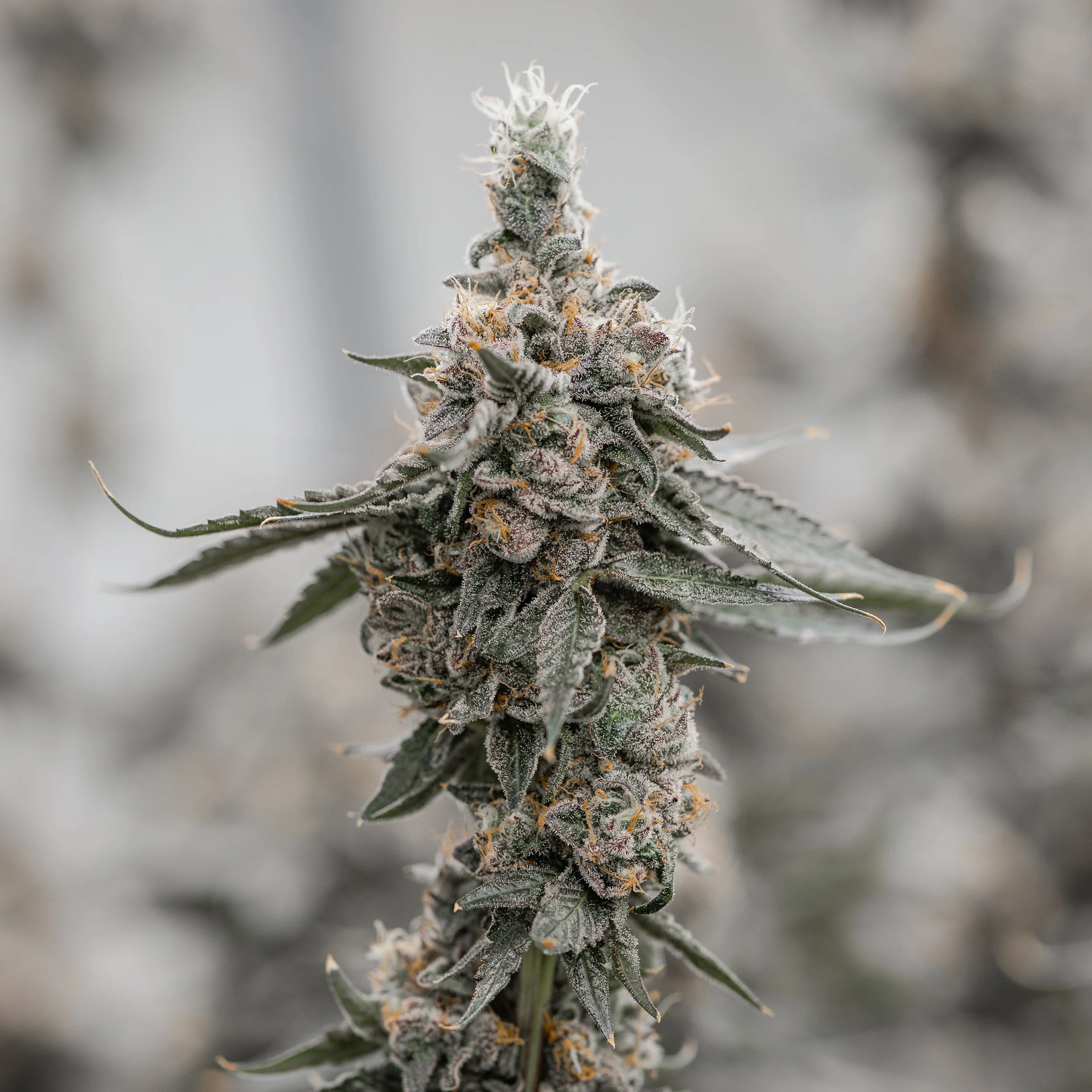 KAI Cultivation Strawberry Gary Hybrid Cannabis Plant