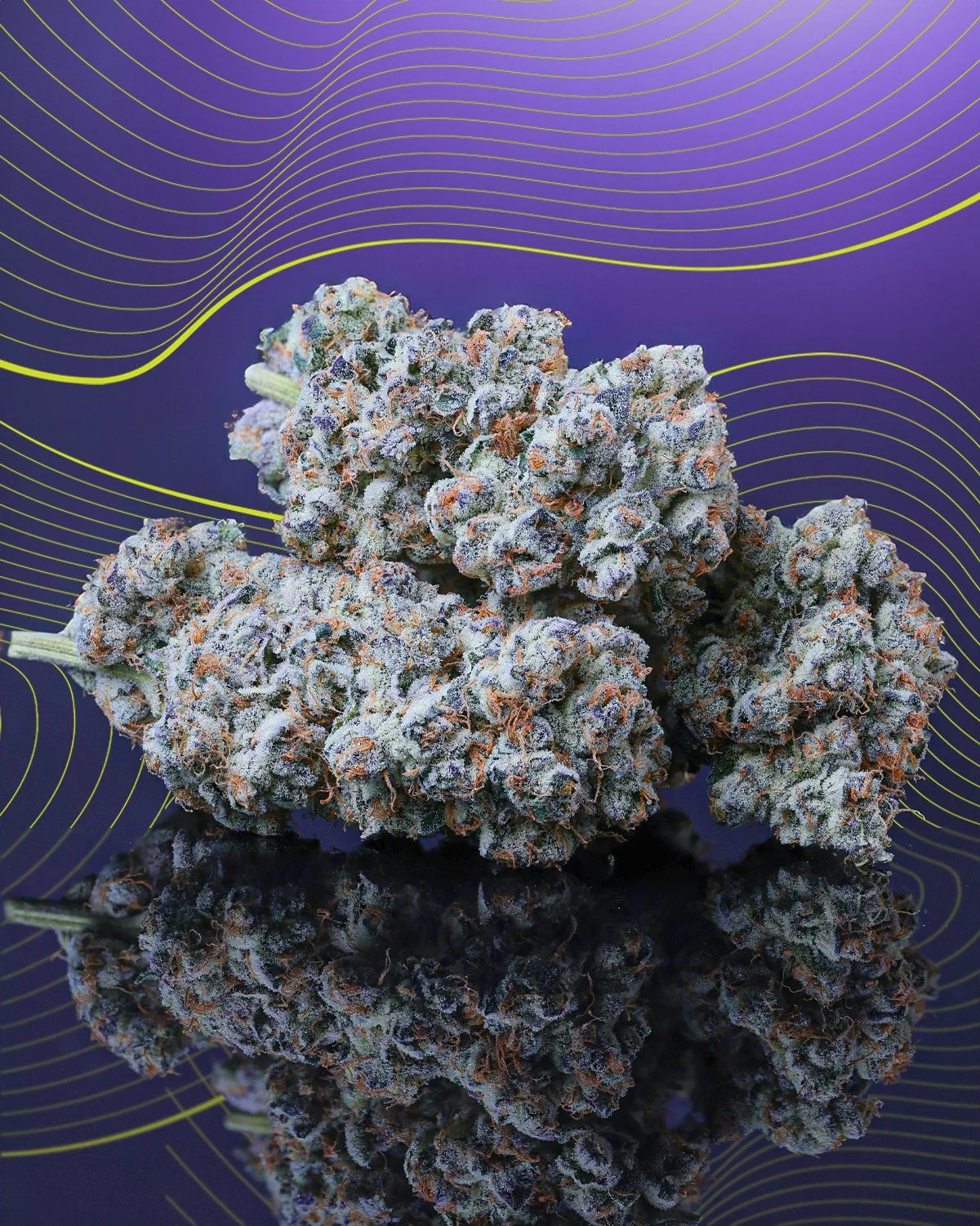 KAI Cultivation Flight Plan Hybrid Cannabis Bud