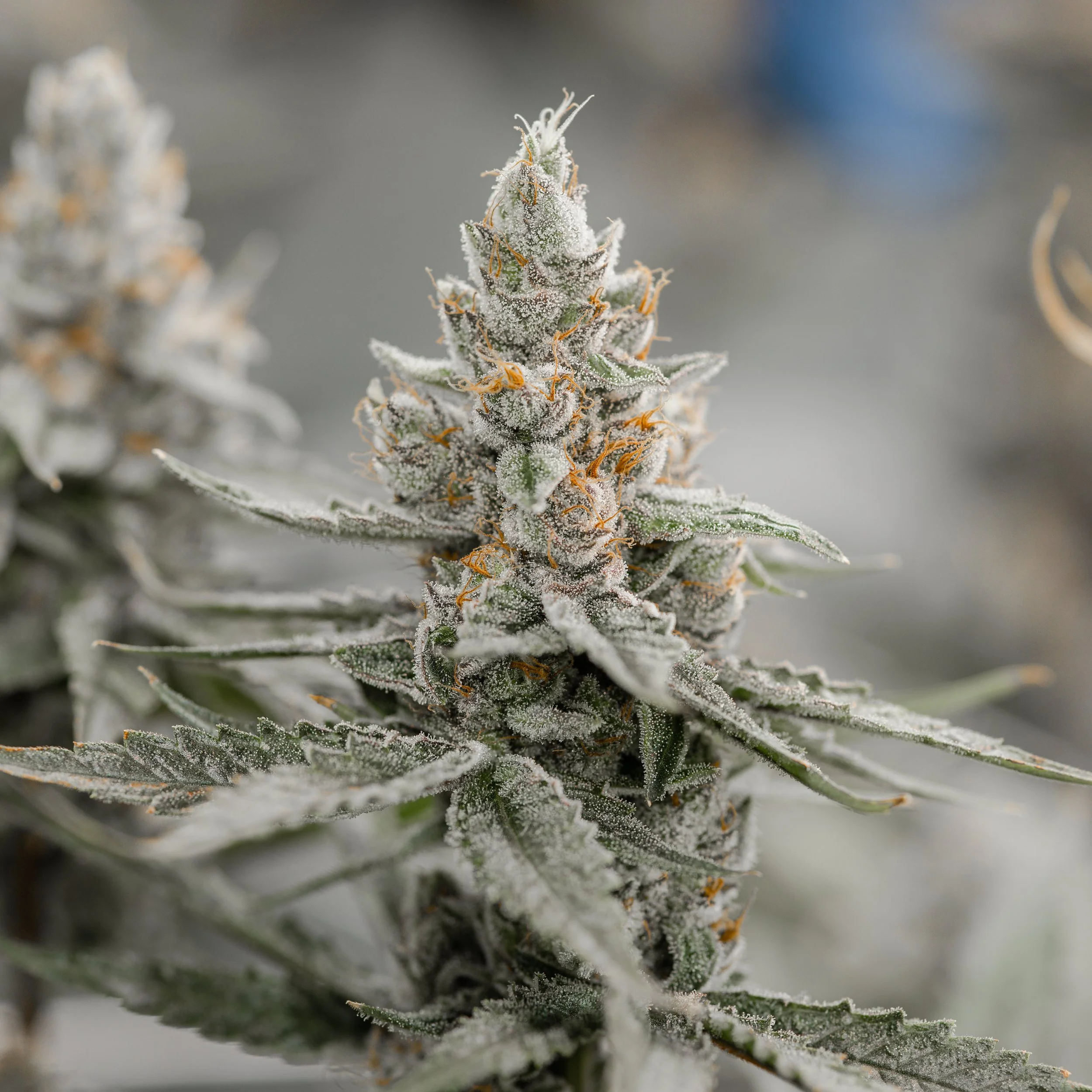 KAI Cultivation Lost Cause Cannabis Plant