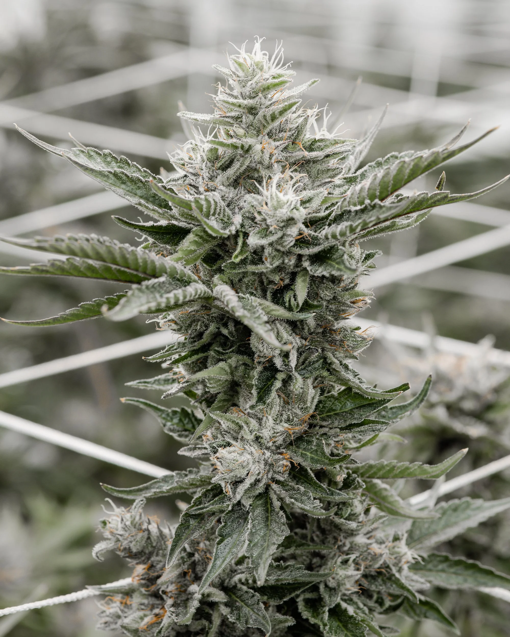 KAI Cultivation Citrix Sativa Cannabis Plant