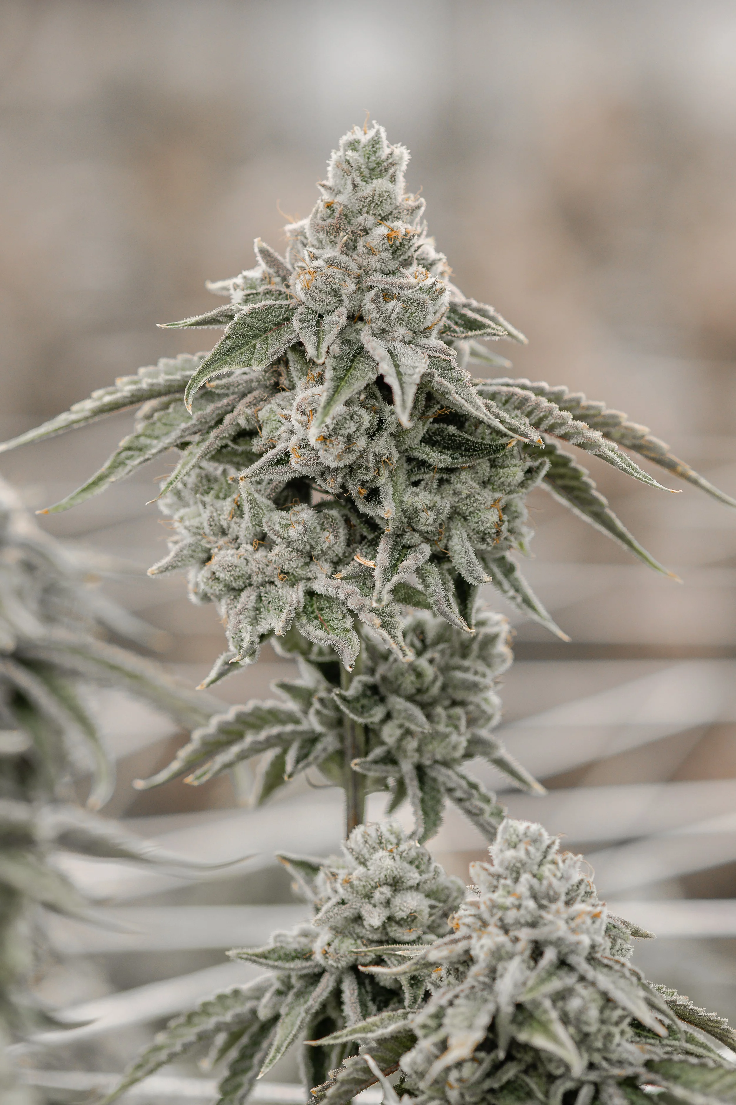 KAI Cultivation Solar Flare Sativa Cannabis Plant