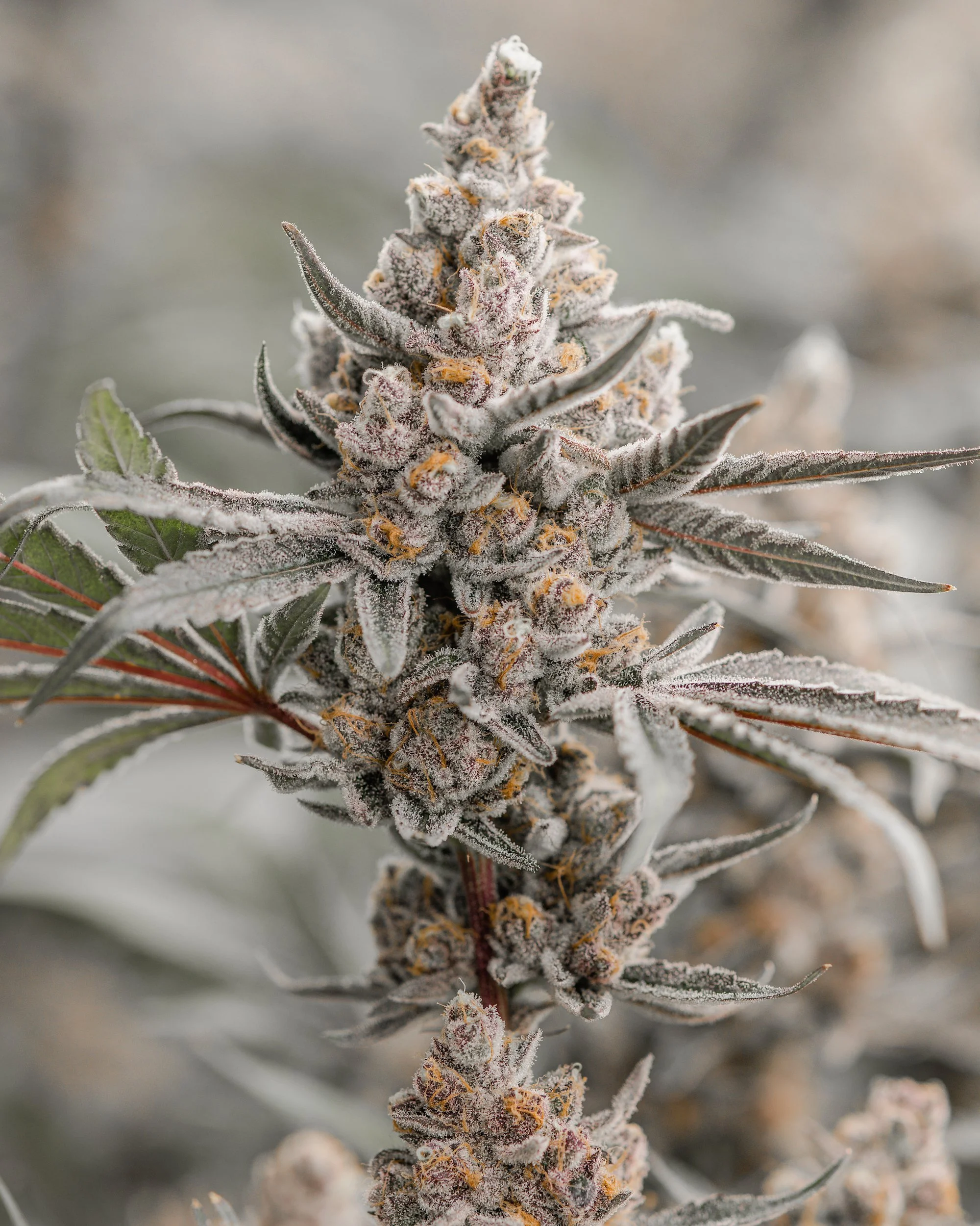 KAI Cultivation Superboof Sativa Cannabis Plant