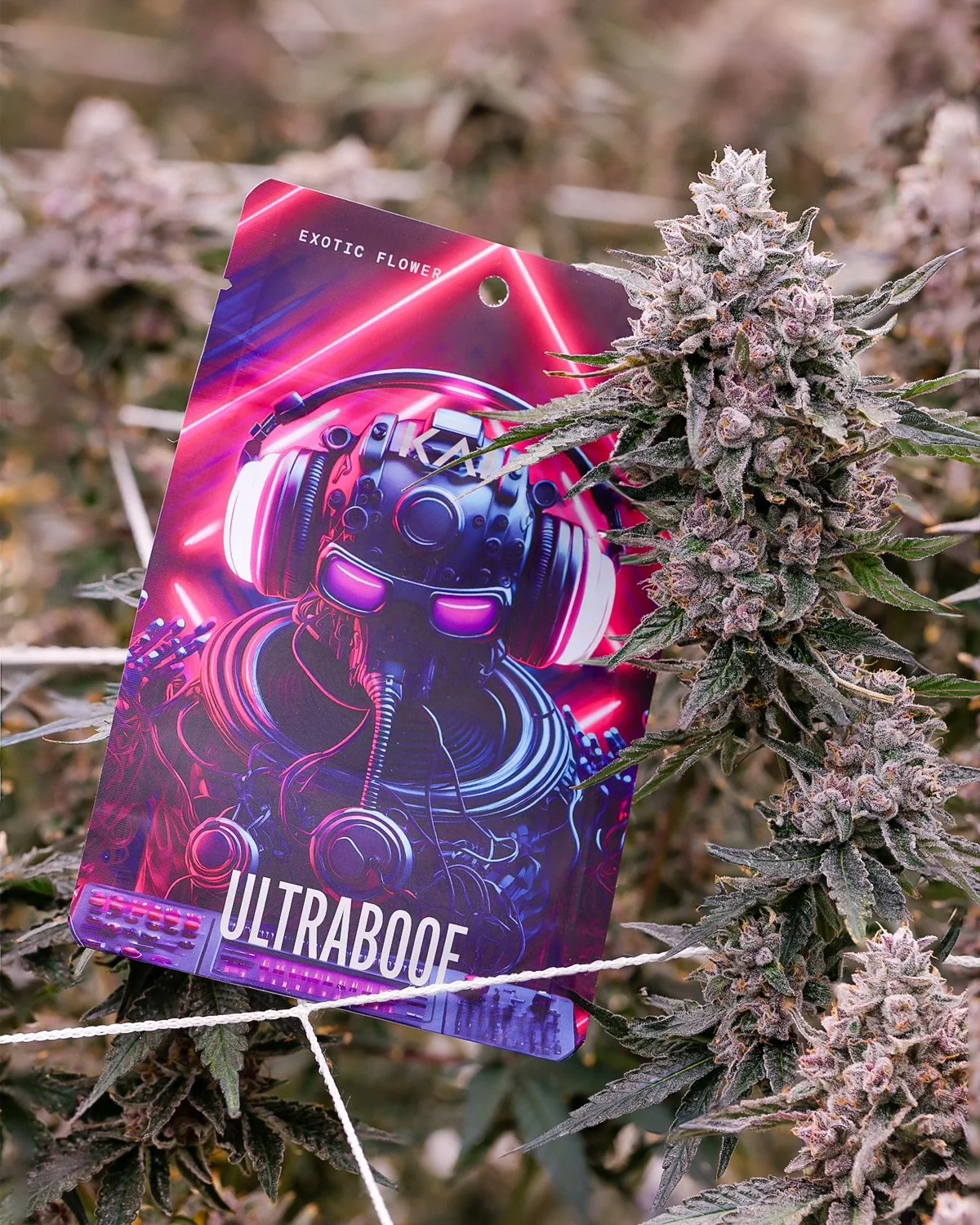 KAI Cultivation Ultraboof Sativa-Hybrid Cannabis Pre-Pack Eighth with Live Plant