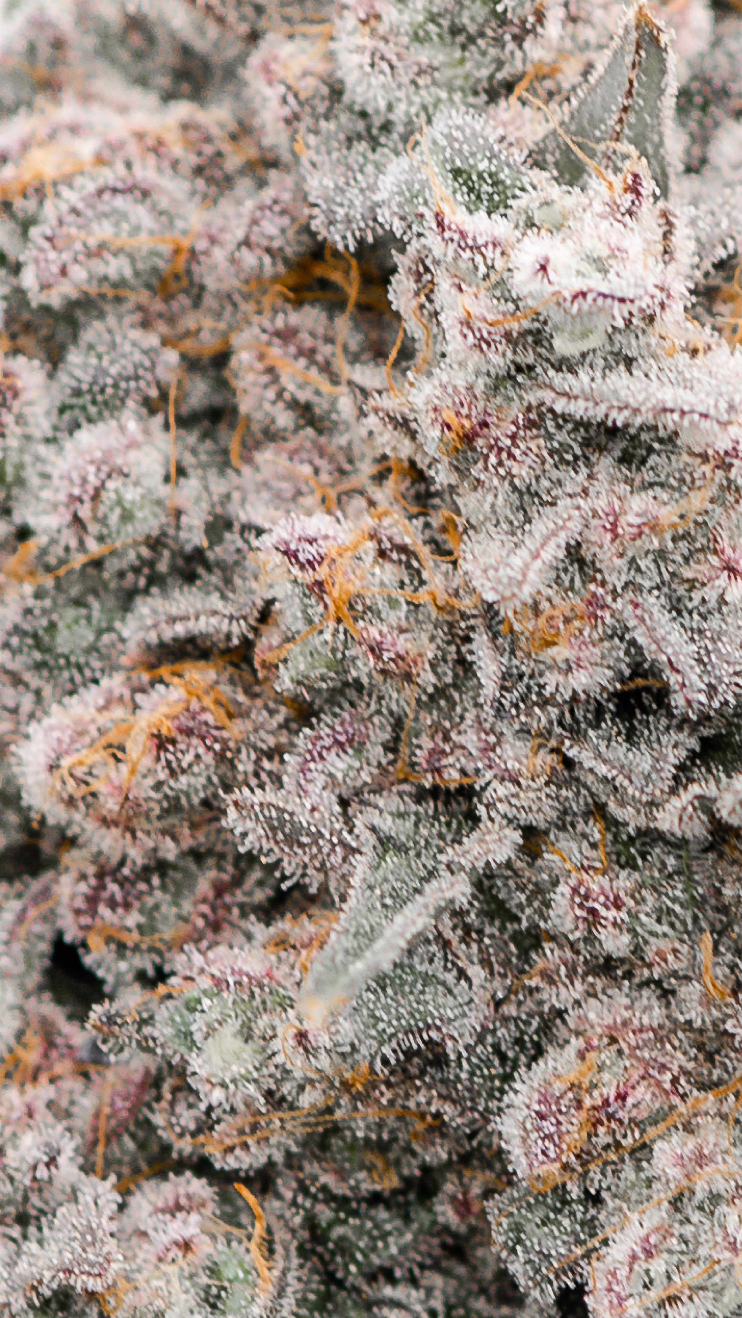 KAI Cultivation Ultraboof Sativa-Hybrid Cannabis Plant Close-Up