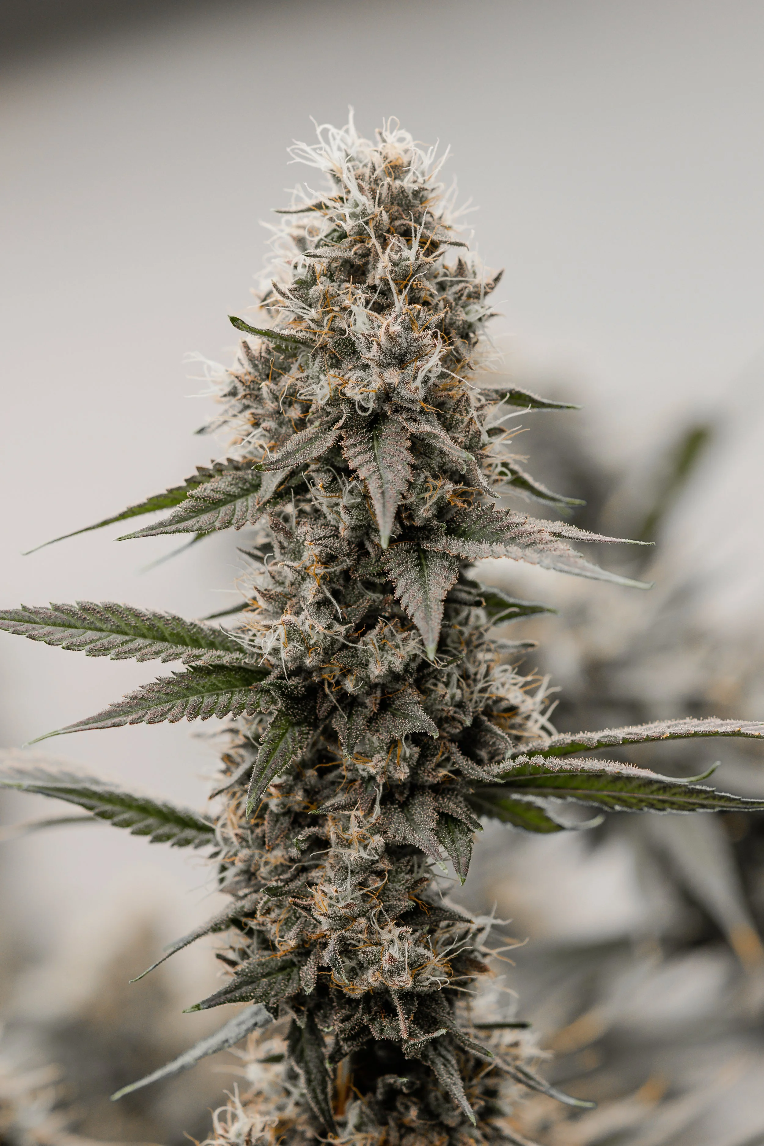 KAI Cultivation Banana Puddintain close-up of a flowering cannabis plant covered in trichomes.