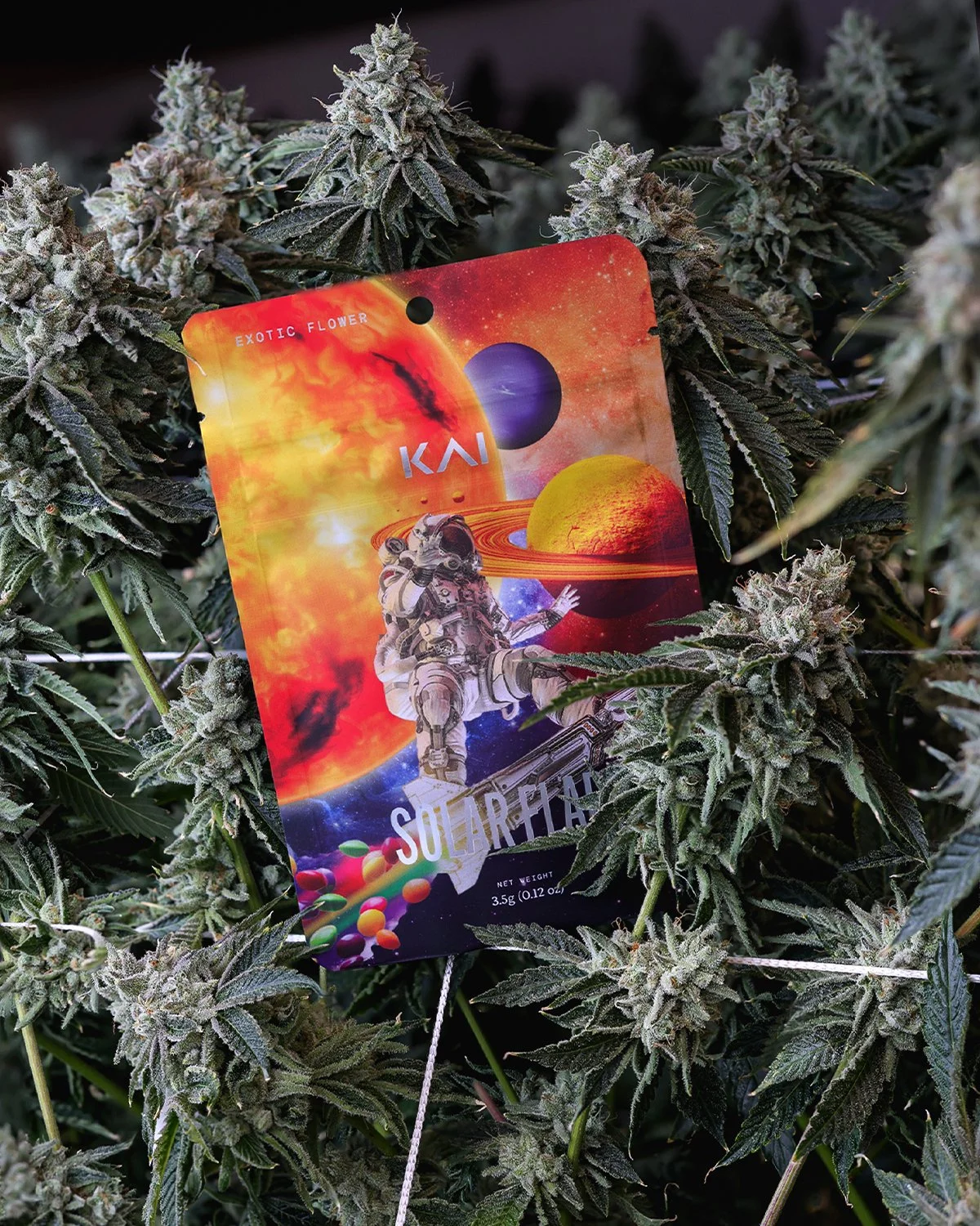 KAI Cultivation Solar Flare pre-pack amongst plants at grow facility