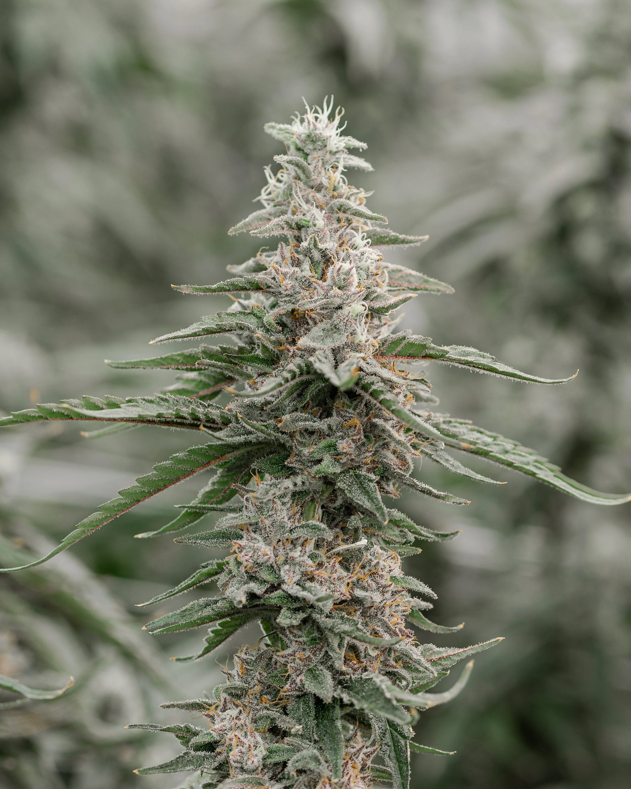 KAI Cultivation Blue Bugatti Indica Cannabis Plant