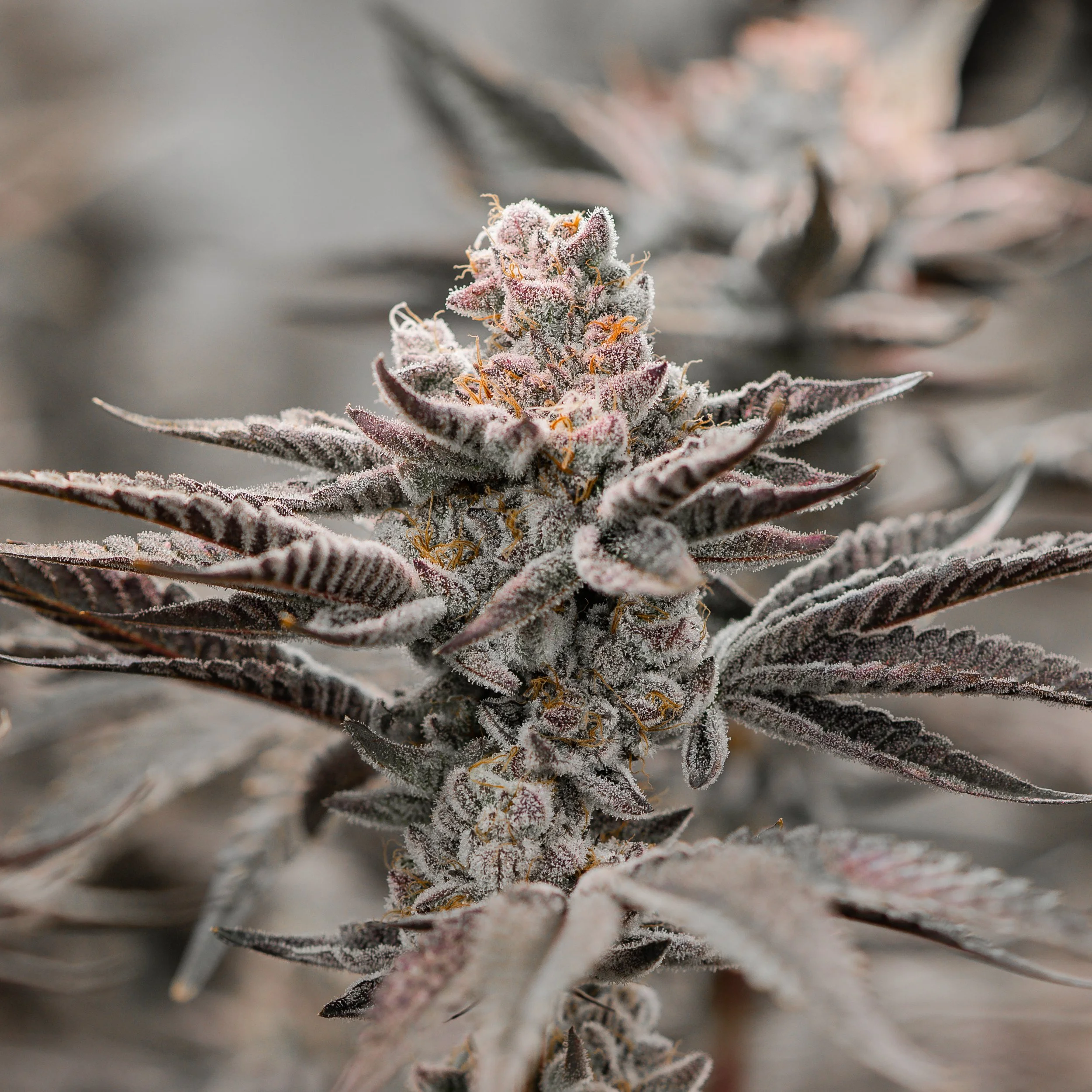 KAI Cultivation Gypsy Soap Live Cannabis Plant