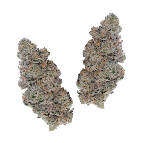 KAI Cultivation Modified Banana Pebbles Hybrid Cannabis Bud