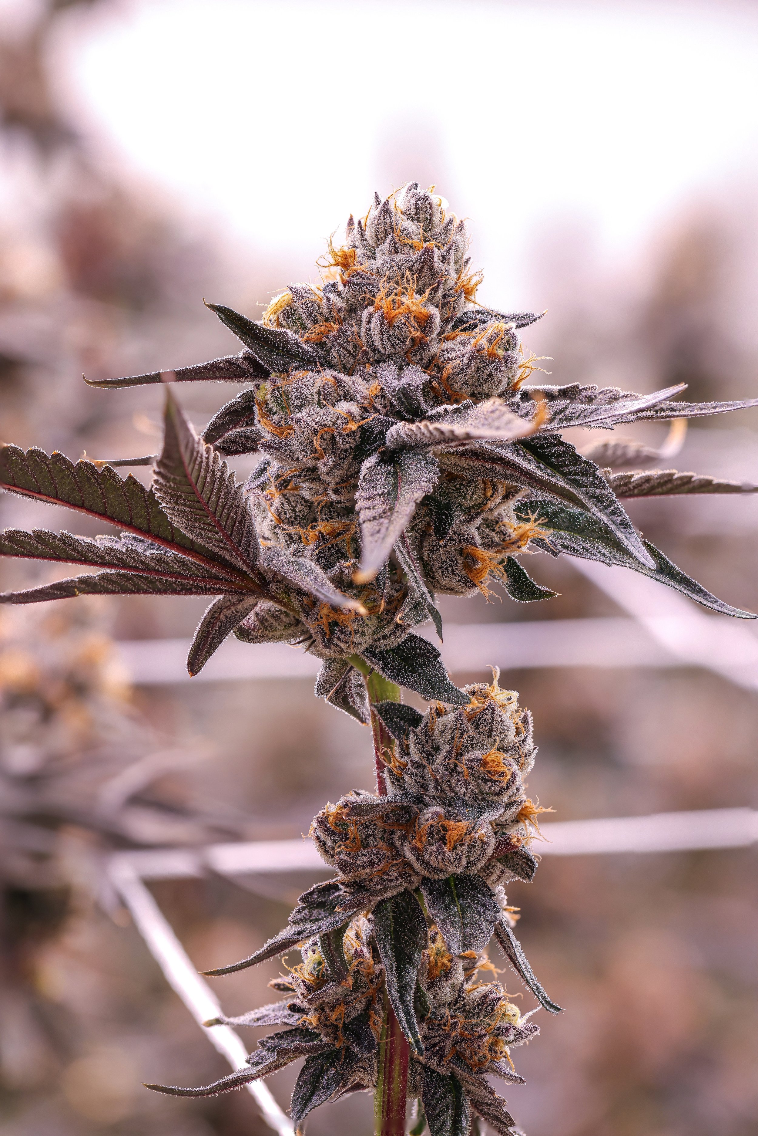 KAI Cultivation Brass Knuckles Indica-Hybrid Cannabis Plant