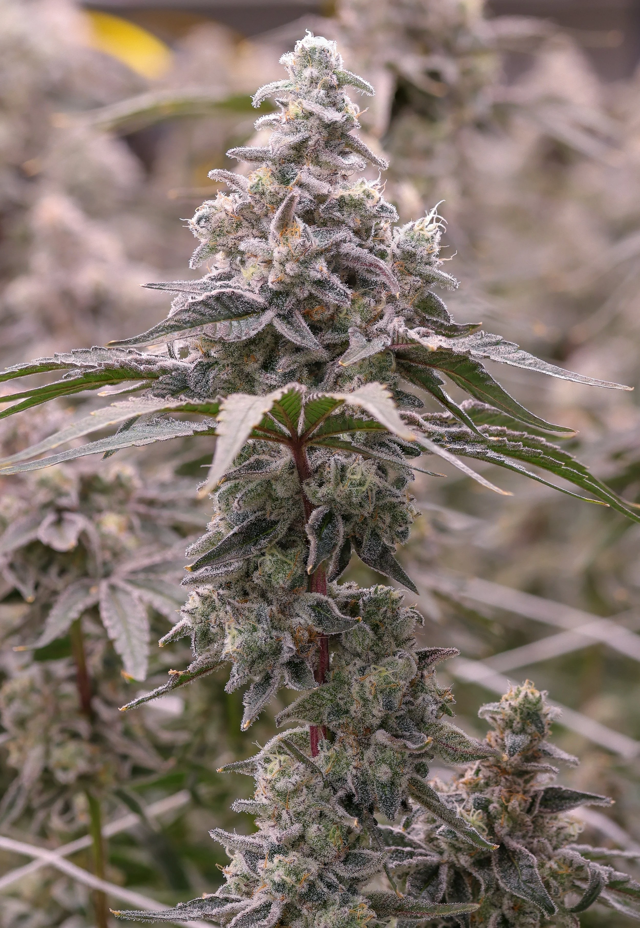 KAI Cultivation Turbo Sangria Live Cannabis Plant