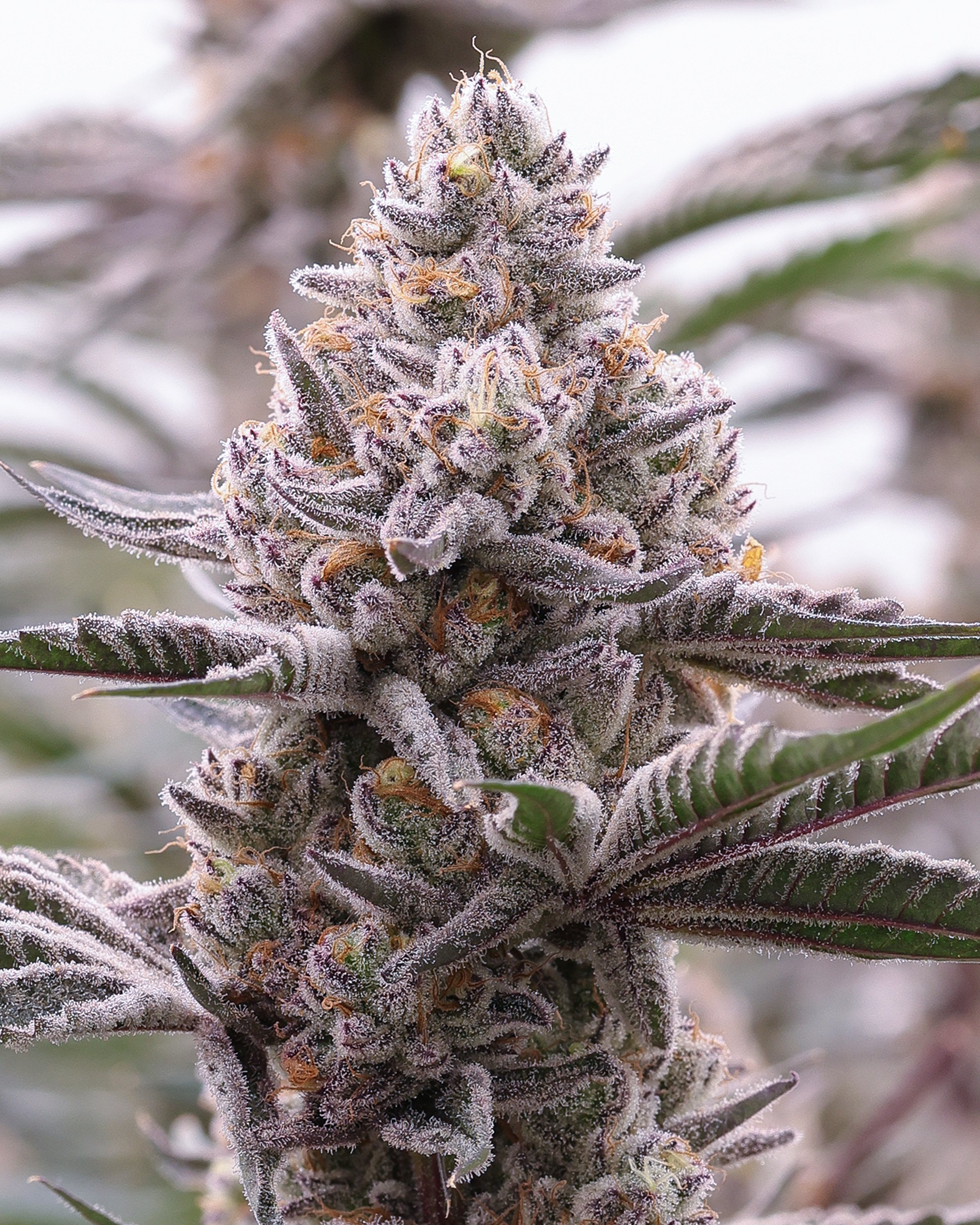 KAI Cultivation Peach Slushie Cannabis Plant