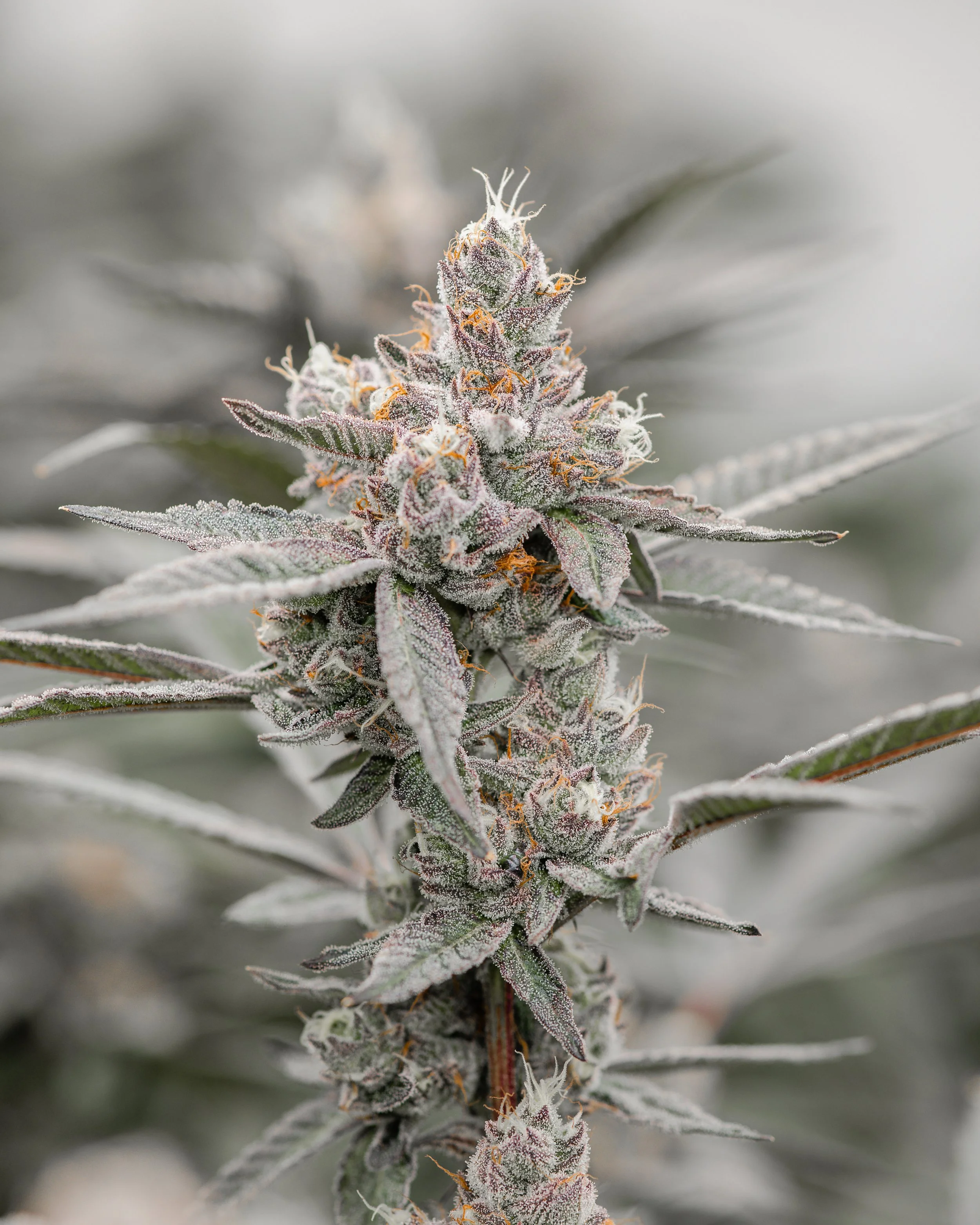 KAI Cultivation Gastro Pop Indica-Hybrid Cannabis Plant