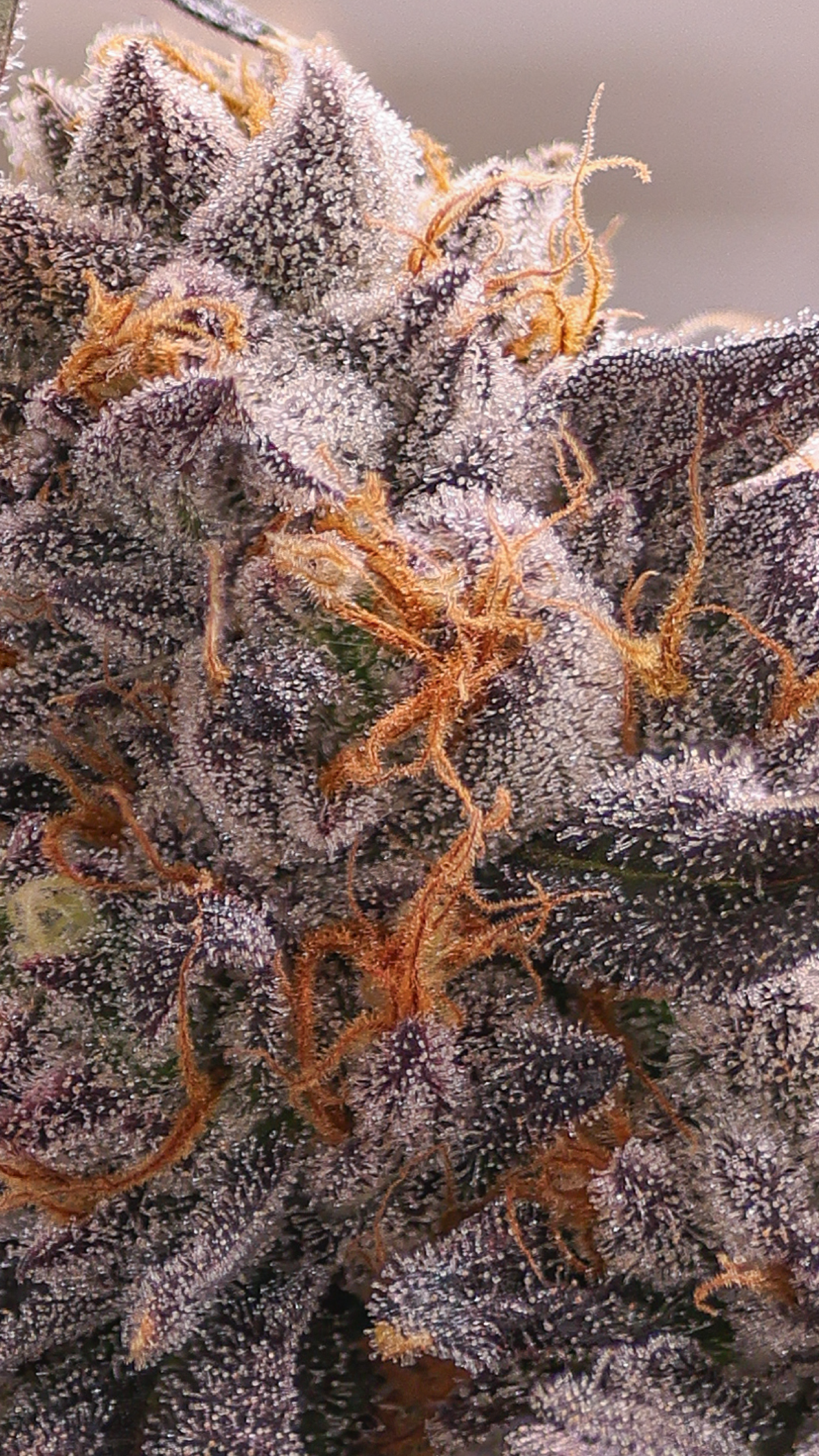 KAI Cultivation Lemon Diesel Sativa Plant Close-Up