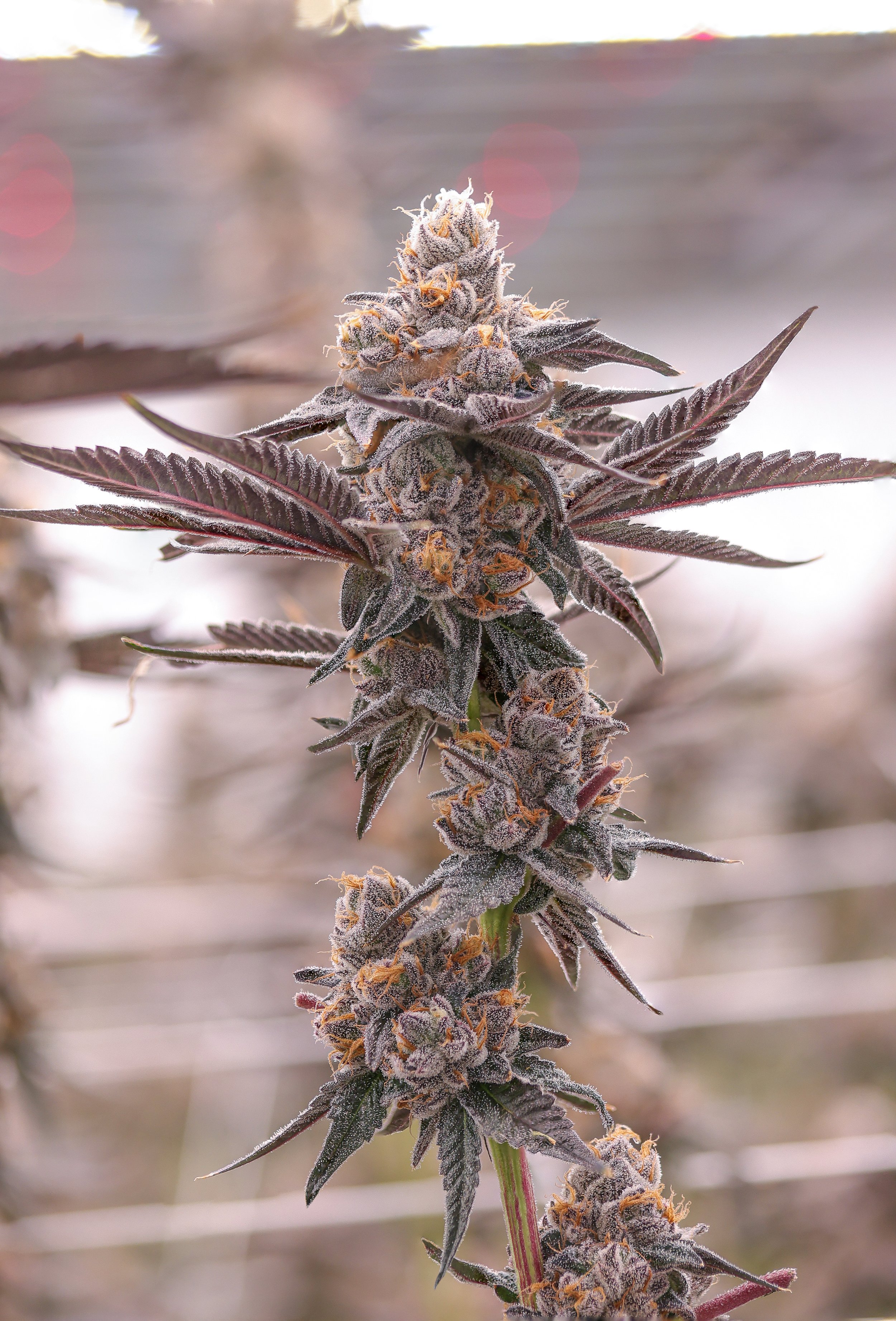 KAI Cultivation Lemon Diesel Live Cannabis Plant